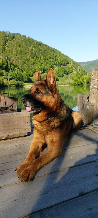 Enjoying the sun! 😎

📸 German Shepherd 
facebook.com/GermanShepherd…
#germanshepherd #germanshepherds #germanshepherdpuppy #germanshepherdpup #germanshepherddog #gsd #gsdofinstagram #gsdpuppy #gsdlife #gsdlove #germanshepherdsofinstagram #germanshepherdpuppies
