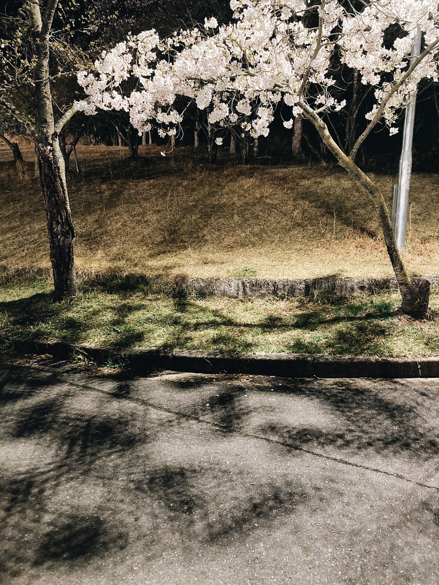 Hug_me_nara's tweet photo. 花が散る前
夜の桜
美しさは影にもあり

佇まい全てが美しい https://t.co/hHALaIjfoH