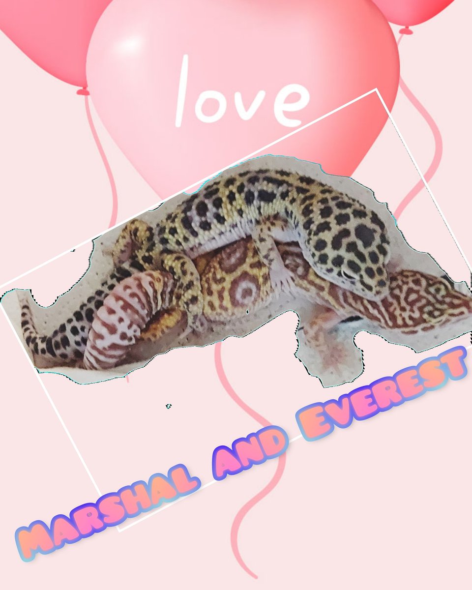 #leopardgecko #breeder #animallover #reptile #lavender