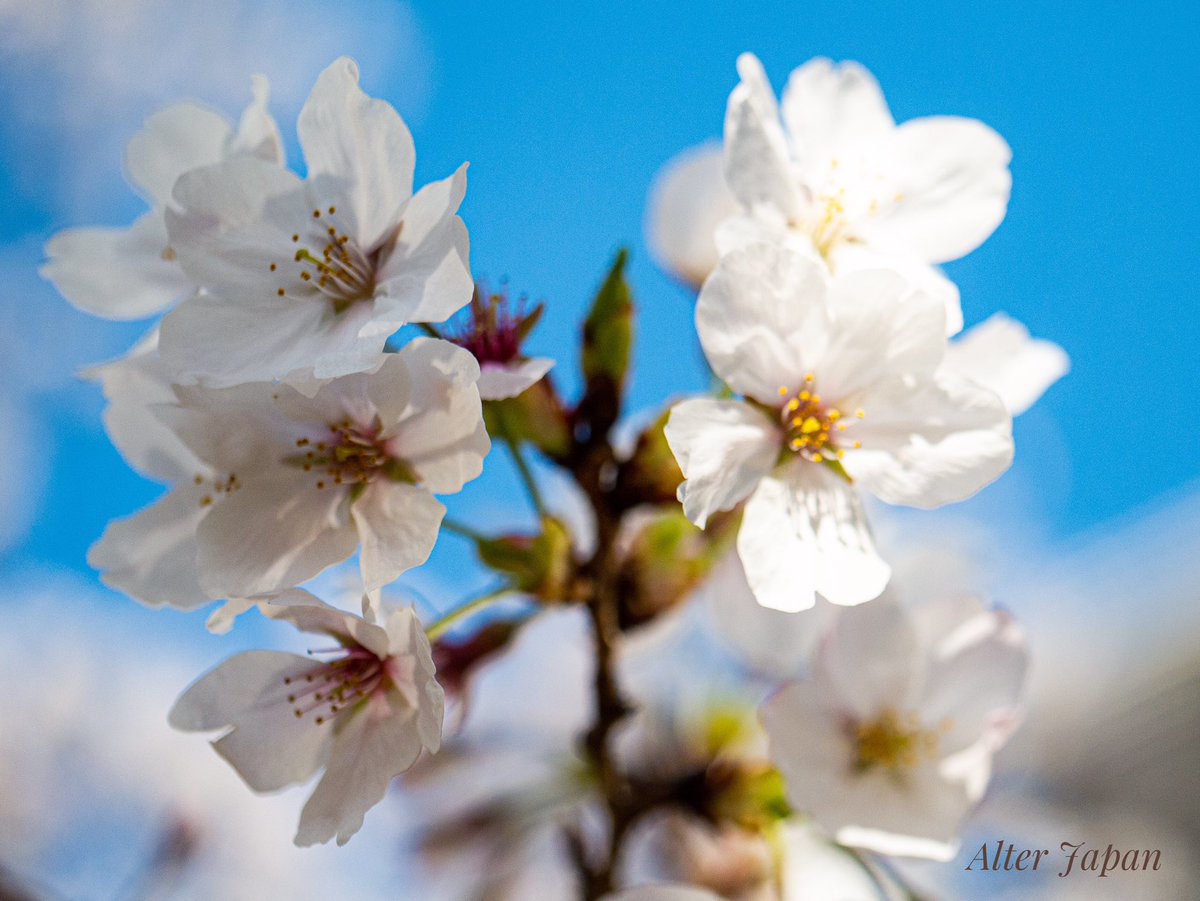 JapanAlter's tweet photo. Sakura blossom started early this year #SAKURA #Japan #さくら https://t.co/vYUP8fqmgT