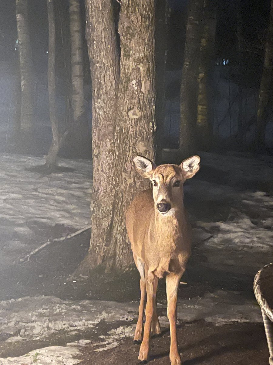 JacquieLaRocque's tweet photo. @AlexandraBrStL @CAFinUS Mont Tremblant, Quebec last weekend @CAFinUS Thank you for your service #2ndSpring #nofilter https://t.co/HdThXNQ2u5