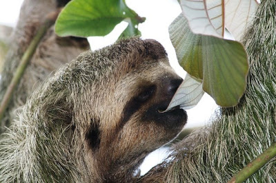 PerkySloth's tweet image. Dear Leaf, 
Let me introduce you to my #friend. 
His name is Mouth. 
🤤