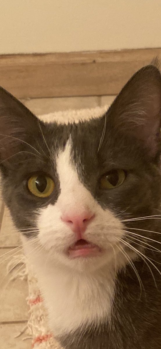 queenjosephina's tweet photo. The face you make when customers pull their mask down to lick their fingers to separate the bills they are about to hand to you https://t.co/5EQw168SNj