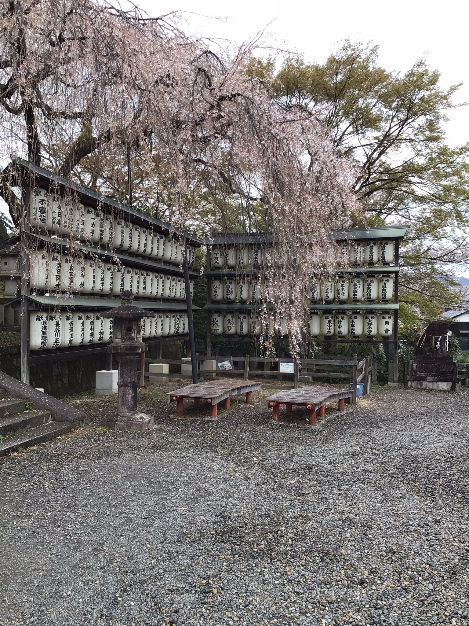 【中古】 大石悦子/花神社/大石悦子 楽天市場】【中古】水盤 壽悦 大型 長辺 約56cm 楕円 寿悦 小判