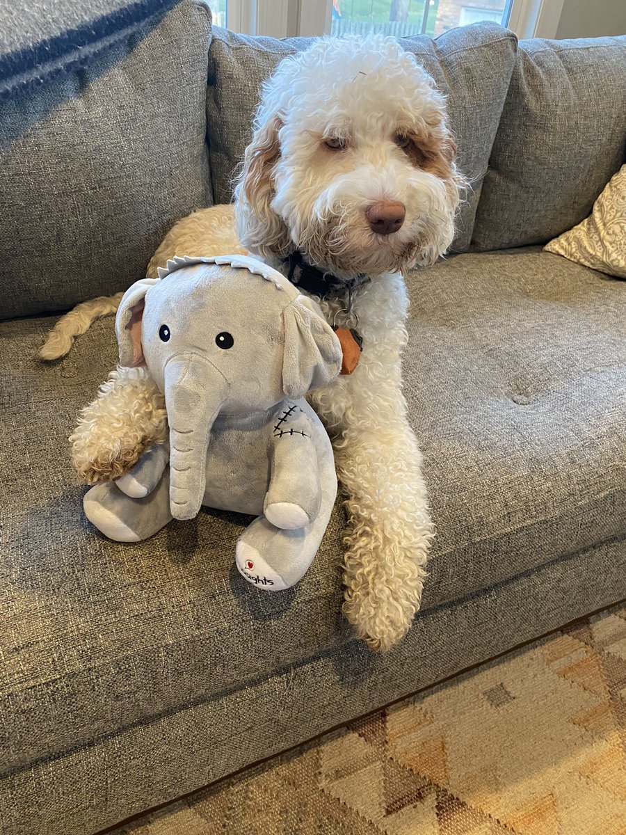 CKHartMD's tweet photo. Hazel got her stuffed fren! @dog_feelings https://t.co/WF04UeZrIy