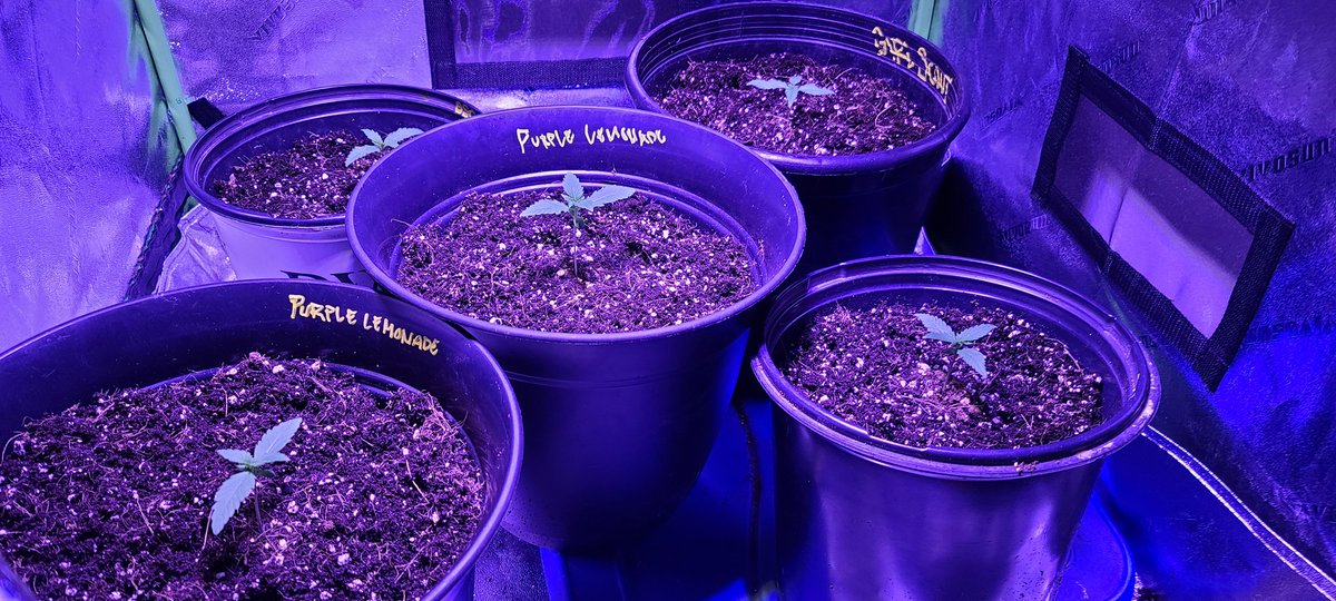 TeeJGrows tweet picture