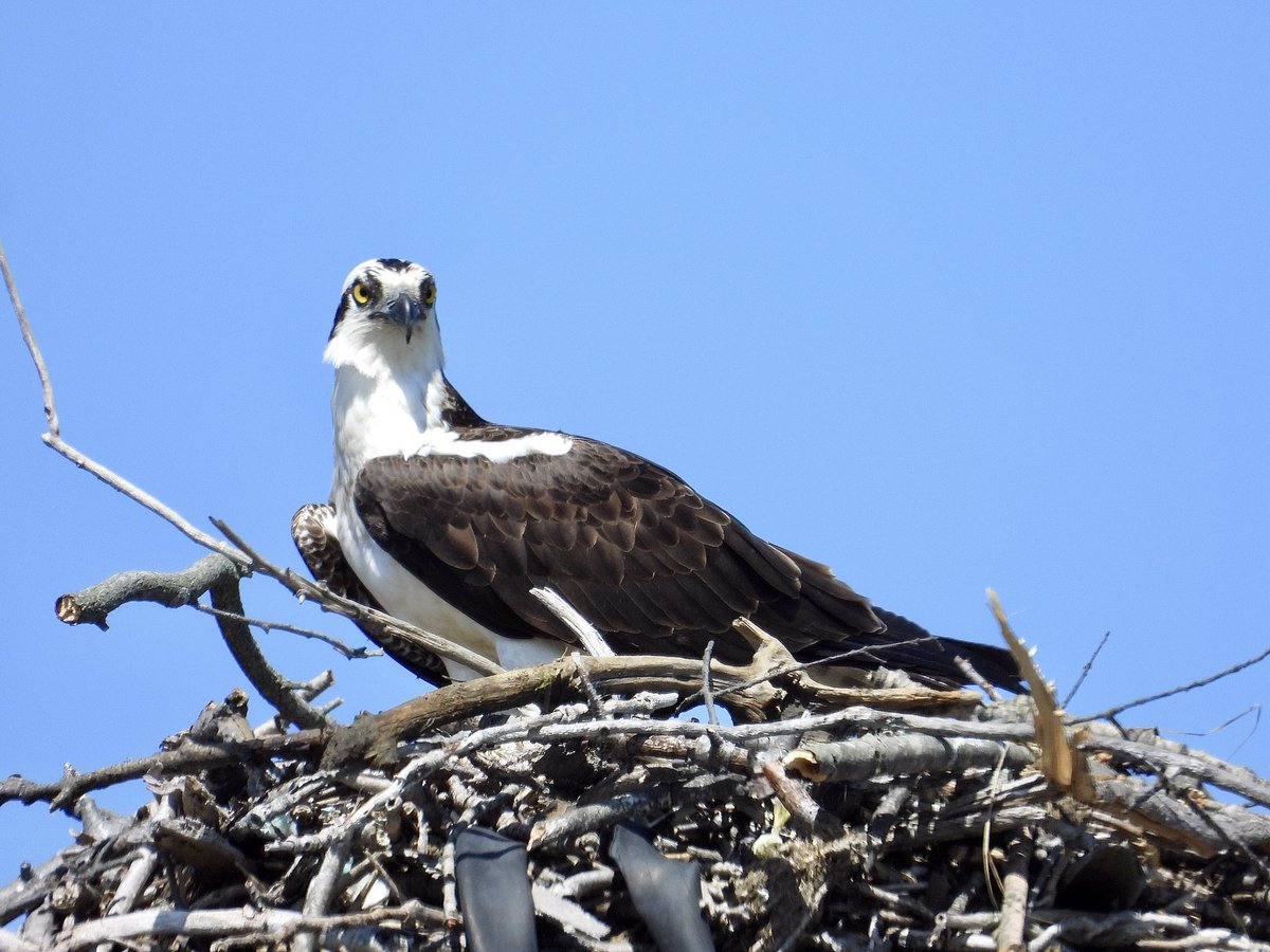 Siouxcq523's tweet photo. #jamaicabay #queens #ospry #raptors #raptorsoftwitter #NaturePhotography #naturelovers #safedistance @econchap1974 https://t.co/X4MMBq6G2K