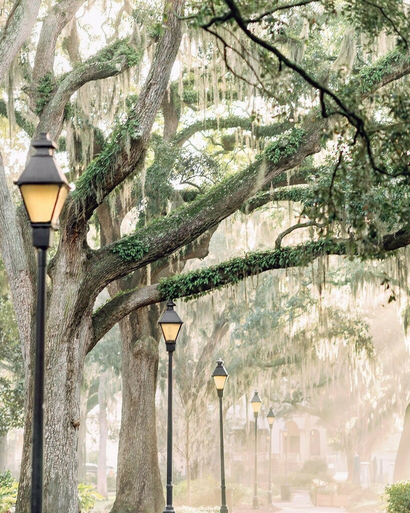 VisitSavannah's tweet photo. Nothing sparkles like Savannah. ✨  #VisitSavannah [📸: @meredithcampbellphoto] 
.
.
.
#savannah #savannahga #savannahgeorgia #historicsavannah #historicdistrict #forsythpark #sunshine #exploregeorgia #downtownsavannah #spring #springweather  #springti… https://t.co/cmc5JURGod https://t.co/x8gqaZLHQd
