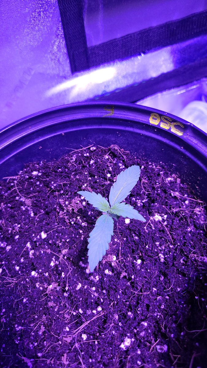 TeeJGrows tweet picture
