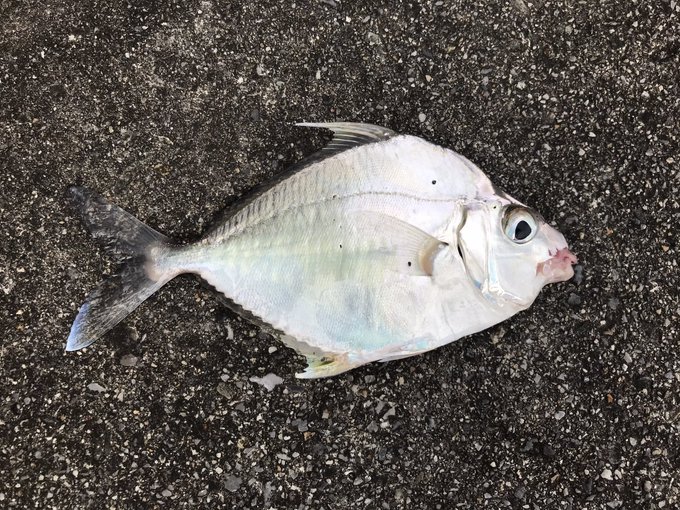 かっこいい魚
ベタベタだけど

今日はこれを食おう 