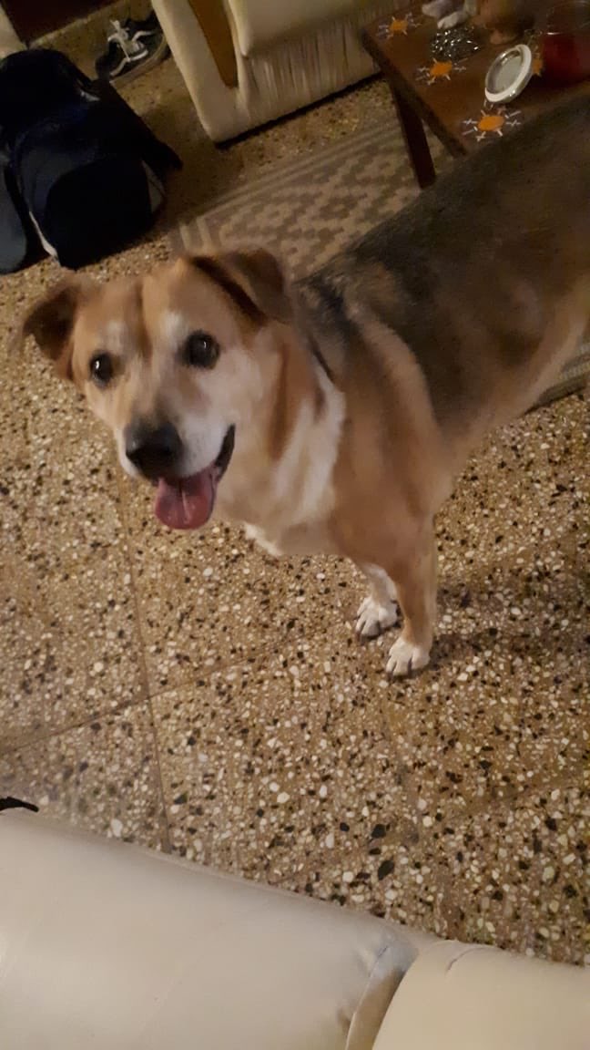 🐶 Buscamos a Zeus, tenia collar verde, se perdió hoy desde el barrio de la Capilla de Lujan.

Si lo viste, avísanos.