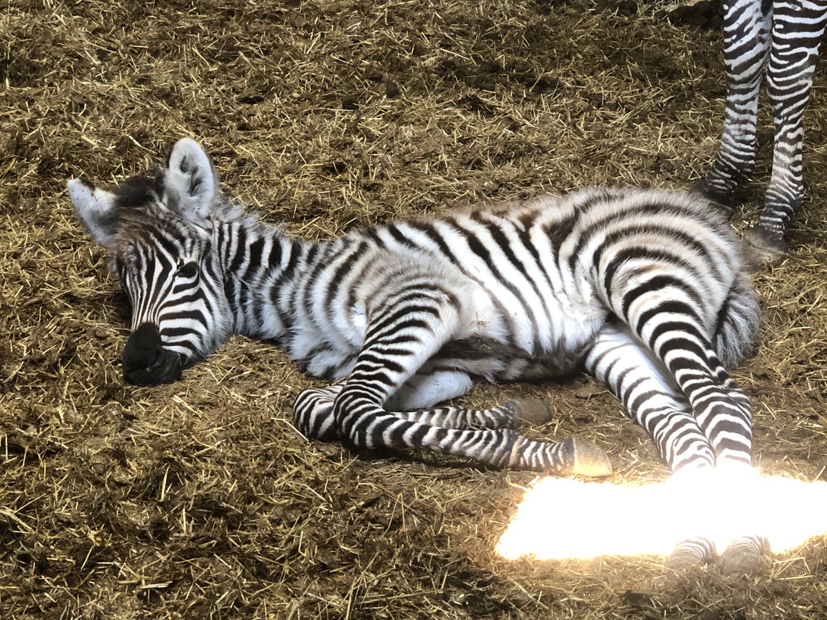 グラントシマウマの赤ちゃんが生まれて10日程経過しました。 生後3日頃
