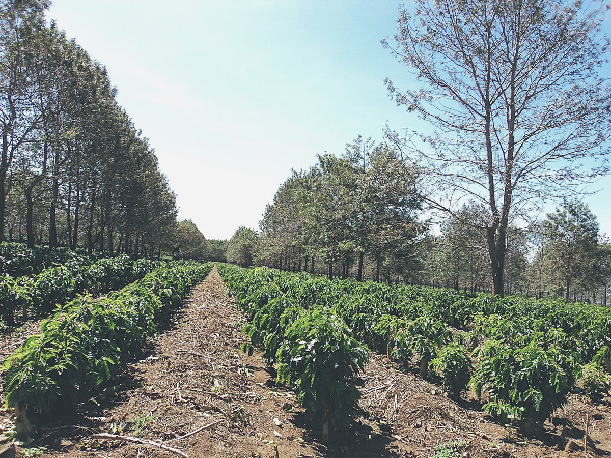 Tree Talk: It is believed that coffee was discovered in Ethiopia. A goat herder noticed that after eating the berries, his goats became energetic and refused to sleep. #treetalk #thefarawaytreeindia #coffeebean