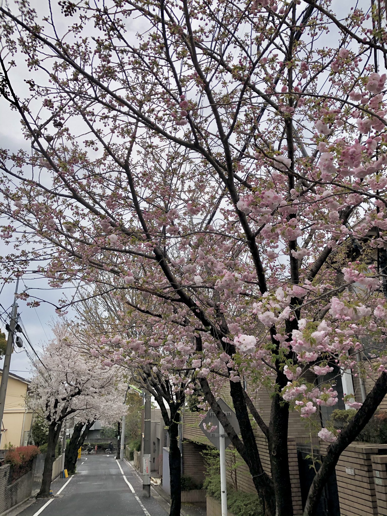 クロさん 成城学園前駅南側 2丁目の住宅街とくろがねや付近 中目黒より人が少なく比較的静かなのでおすすめです 花見 桜 春 春を愛する人 住宅街 せたがや百景 成城 砧 成城学園前 世田谷区 砧地域 世田谷といえば 仙川 小田急沿線