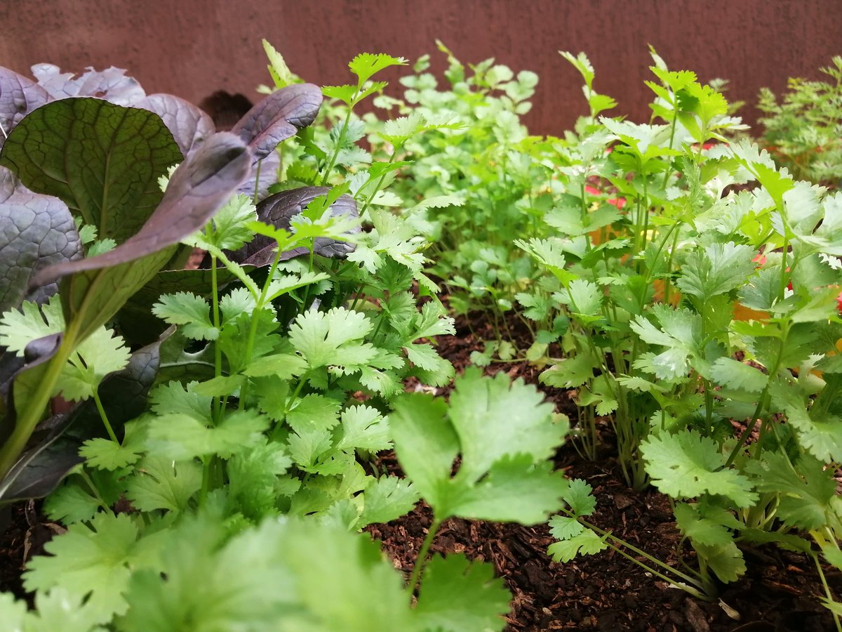 kitchengardenke's tweet photo. Imagine harvesting fresh, organic vegetables and herbs from your backyard. Living a healthy lifestyle should always be a priority. Especially now, in this pandemic. #COVID19 #gardening #kitchengarden #nutrition #nutritionandcovid #HealthyLiving https://t.co/Y3F1Y080TL