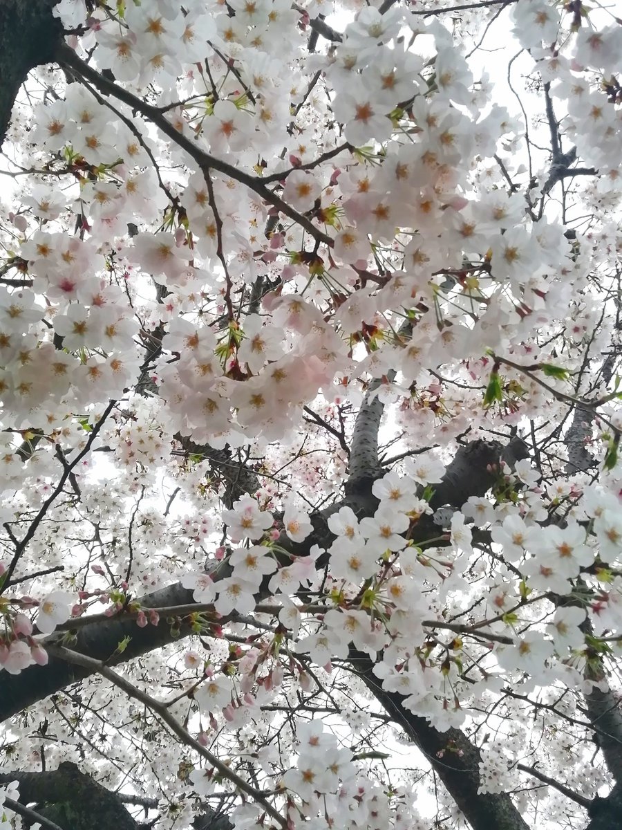 実家近くの桜並木をお散歩しました 見事に満開です お花見 お花見散歩 みほのイラスト