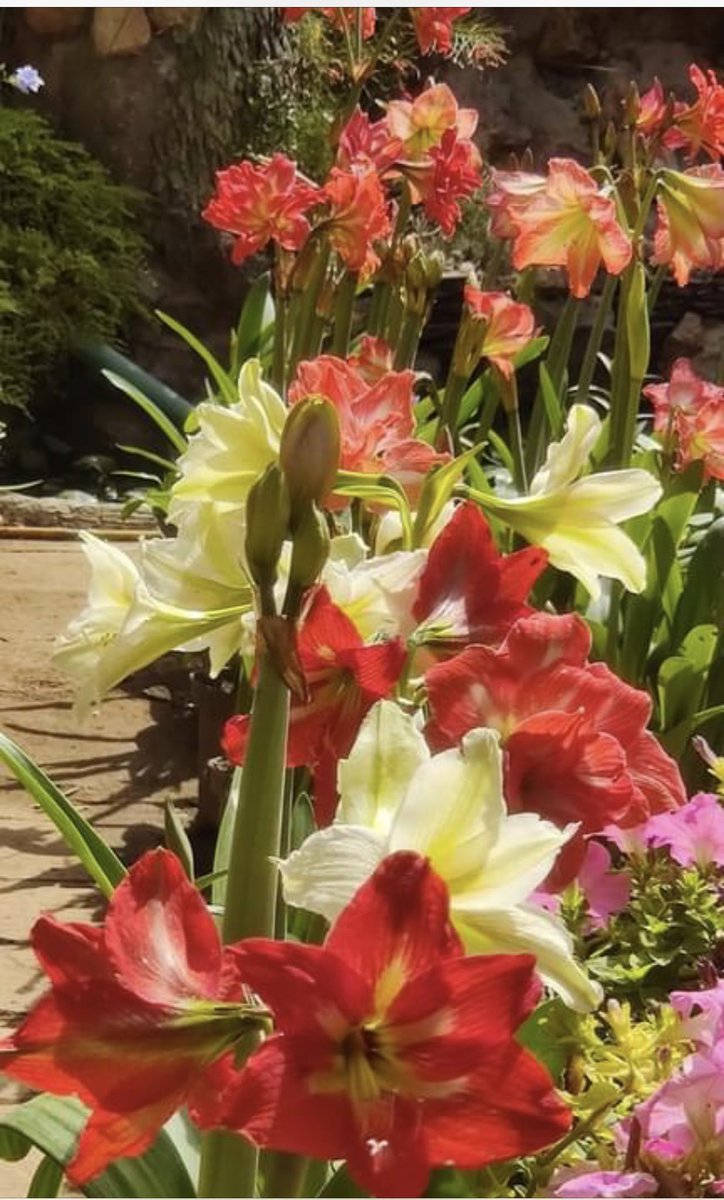 GitikaPandey's tweet image. Wishing all colours and beauty in your life this Holi and always #HappyHoli