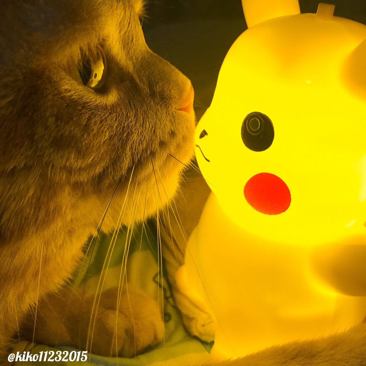 困り顔のアランくん Kiko Twitter