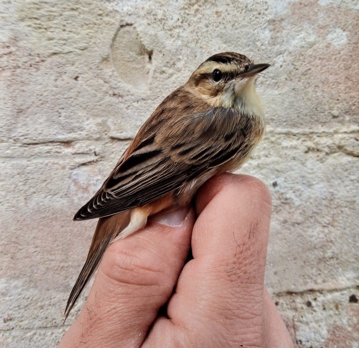 #MonITRIng al #Trasimeno: Il forapaglie primo Migratore a lungo raggio proveniente dall'Africa sub-Sahariana e diretto nel Nord Europa per nidificare.
La Primavera è arrivata!
Buona #domenicadellepalme
#oasinaturalisticalavalle #coopalzavola #primavera2021 #migrazioni #Monitring