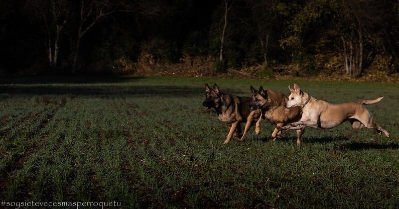 weneflei14's tweet photo. Va que hay ganas de ladraros a la cara 😍
#soysietevecesmasperroquetu #laguaurderia #mimanadaesadoptada #miperroesadoptado #adoptanocompres #mestizo #malinoismix #germanshepherdmix #maliman #huskymix #podencomix #hikingdogs #gossosdecatalunya #dogsofcatalonia #instadog #dogo… https://t.co/a5t7jupLDS