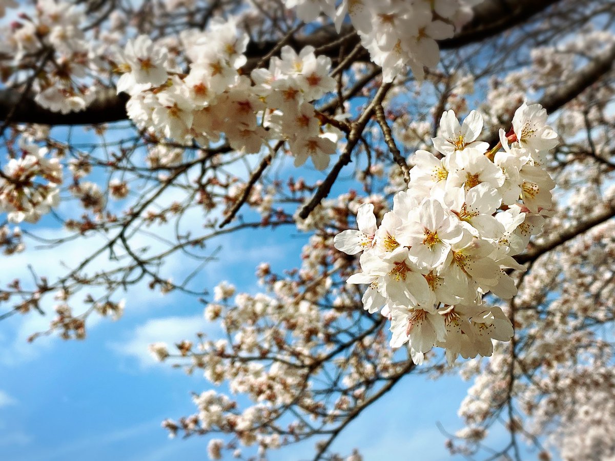 fu_raruru's tweet photo. 春のお裾分け https://t.co/sBbsxuOxsw