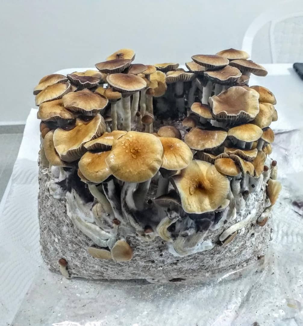 Mushly8's tweet photo. #gratefuldeadfamily #thegratefuldead #deadhead #thedead #hippie #shrooms #shroomstrip #jerrygarcia #psychedelic #jambands #mushrooms #tripping #dmttrip #trippy https://t.co/fAOMXiE6wM