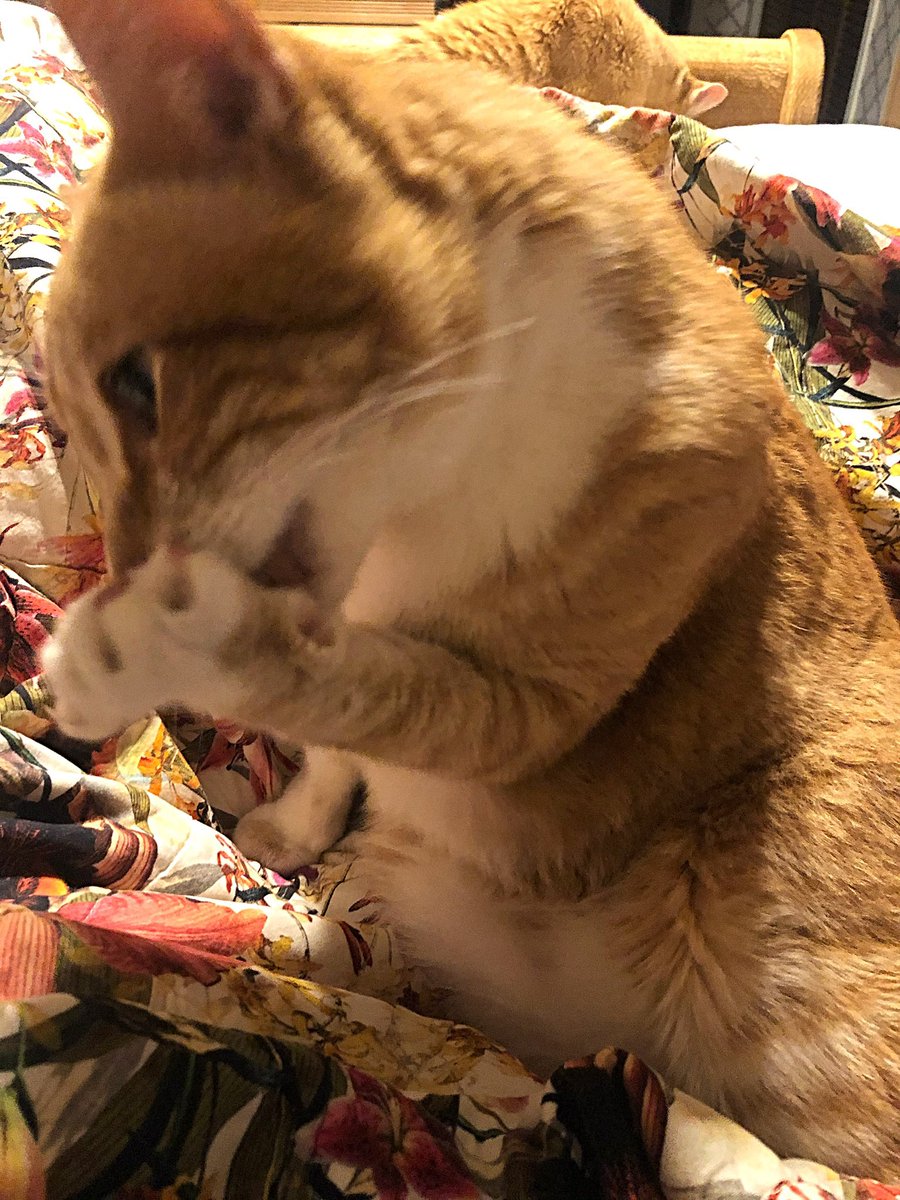george_coony_'s tweet photo. #toebiter #CatsOfTwitter #Caturday #catsofpublishing #Cute #Texas @AngelaMowery4 @george_coony_ https://t.co/NTBfRstXRT