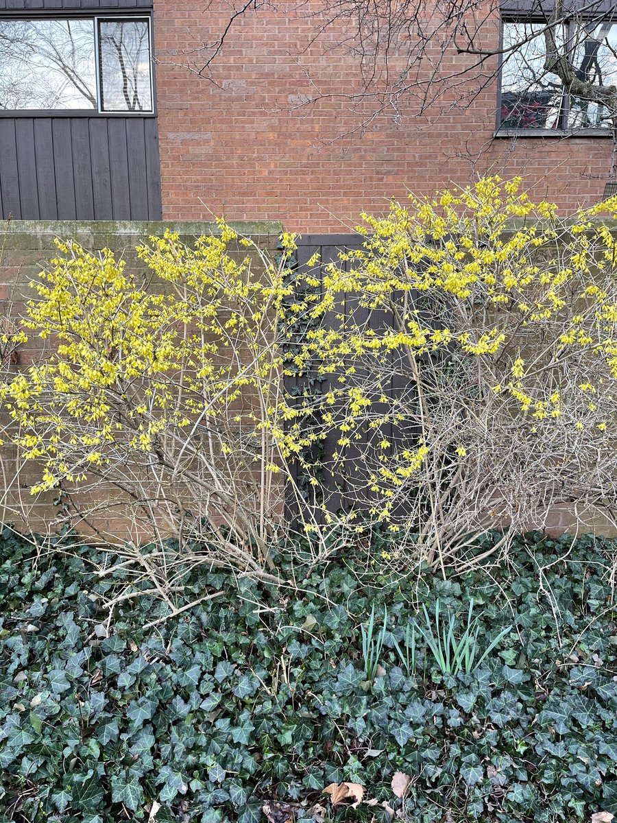 SusanQuaggin's tweet photo. More signs of spring in #chicago - but only 2 miles added to my #850challenge 🏃♀️ to #sockittokidneydisease - spent a lot of the day working out my #nephmadness brackets..#medstudent interest to win?! https://t.co/QsAsYwUuy4