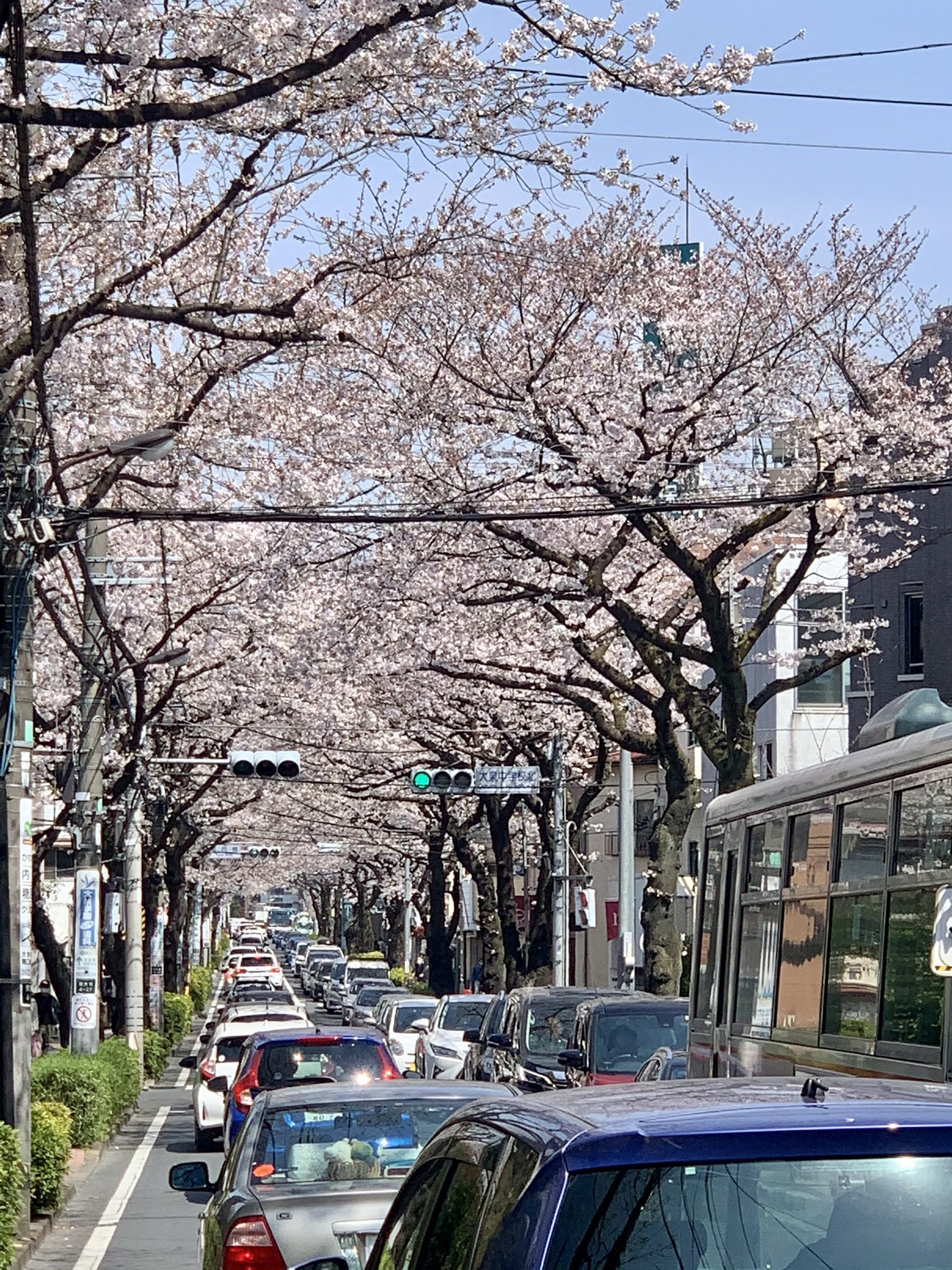 Miyabi 練馬区 大泉学園通りの桜並木 桜のトンネルのようです さくら 桜 桜並木 大泉学園 大泉学園通り T Co Ydtewecksg Twitter