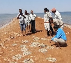 Allegations made by Local bird Watcher N. Bapat,Who claimed through newspapers that 5000 eggs of Slender-billed gull destructed by Bulldozer. But reality was so different !

<a href="/EastDcf/">DCF Kutch East</a> involved alleged birdwatcher in team,Team conducted spot visit immediately and bring out reality