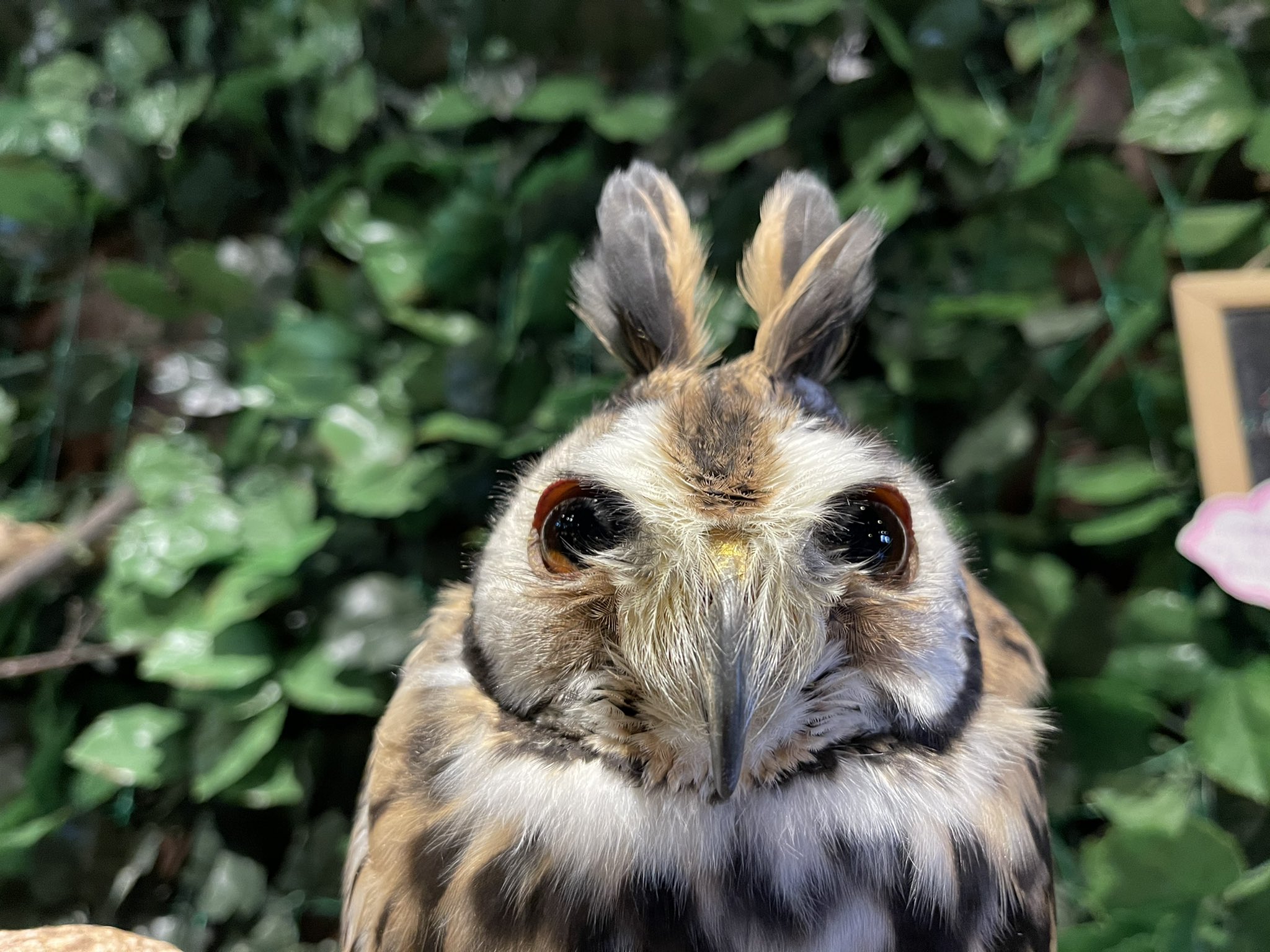 ふくろうカフェ楽園 公式 変顔ミィミちゃん ふくろうカフェ楽園 フクロウカフェ楽園 ふくろうカフェ フクロウカフェ Owlcafe Cafe カフェ アニマルカフェ ふくろう フクロウ Owl 猛禽類 癒し 楽園 ペット 動物 ふれあい 群馬 高崎