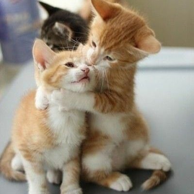 YKittenlover's tweet photo. #cat #cats #catlover #catlovers #CatsOfTwitter #CatsOfTheQuarantine #kitty #kittyperry #kittycat #kittybox #kitten #kittens #CatsAreWild #CatsLover https://t.co/euyXpfvCi2