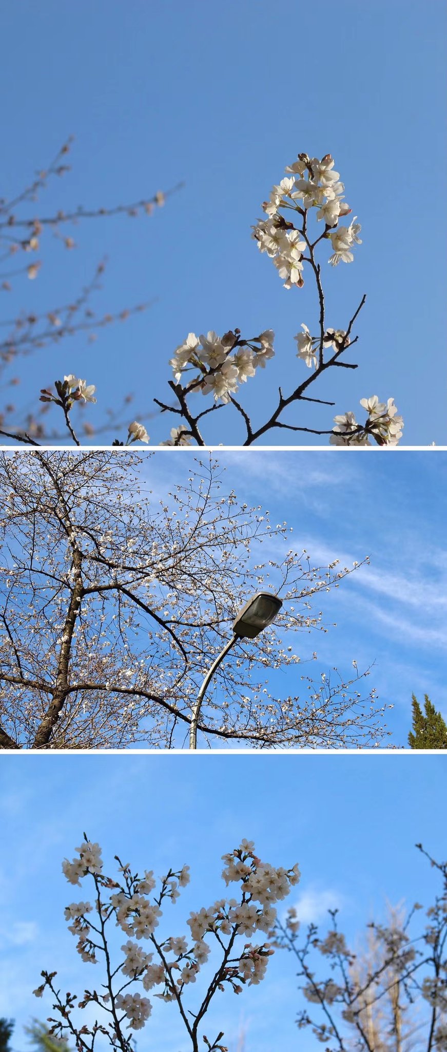 Fupker 武大的樱花 终于看得见了 武大https T Co Sc9ut91xx8 Twitter