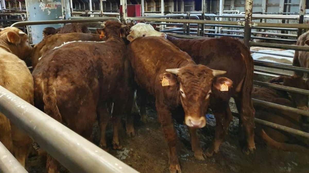 greennomad61's tweet photo. ๐ญ 20 ships carrying traumatized animals ๐ฎ๐๐ท caught in #SuezCanal logjam
Once again their stories will join the #LiveExport horrors that the .@EU_Commission +
ignores
Different country SAME issue: #AnimalAg
โ #KarimAllah ๐ข
โ #Elbeik ๐ข
โถโถ https://t.co/I1Id2xH5g2 https://t.co/04AChmlj7c
