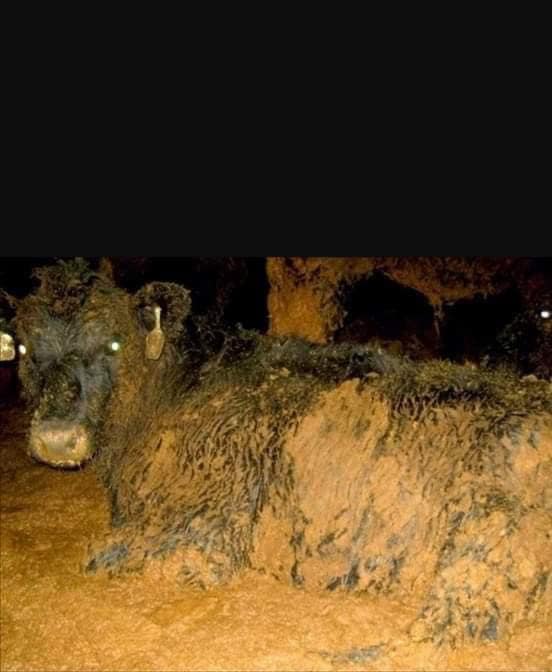 greennomad61's tweet photo. ๐ญ 20 ships carrying traumatized animals ๐ฎ๐๐ท caught in #SuezCanal logjam
Once again their stories will join the #LiveExport horrors that the .@EU_Commission +
ignores
Different country SAME issue: #AnimalAg
โ #KarimAllah ๐ข
โ #Elbeik ๐ข
โถโถ https://t.co/I1Id2xH5g2 https://t.co/04AChmlj7c