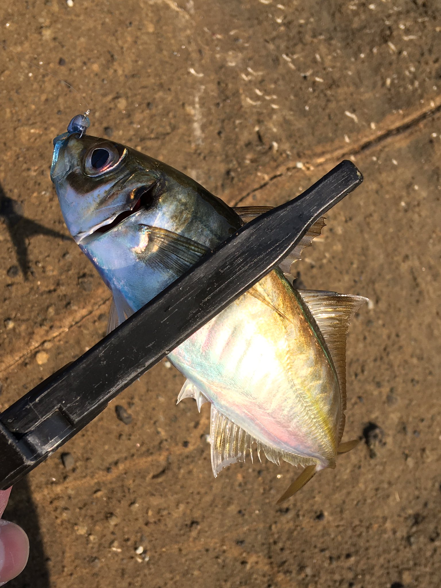 Detritus 昨日も外房でアジング デイゲームで良型のアジが出ました 右端の大きいアジが30cm 活性高い時間と低い時間が明瞭で 高い時は5カウントでバイト 久しぶりに尺アジゲット 嬉しいです ヒットルアーは主に34 Planktonあまいろ ジグ単1 2g