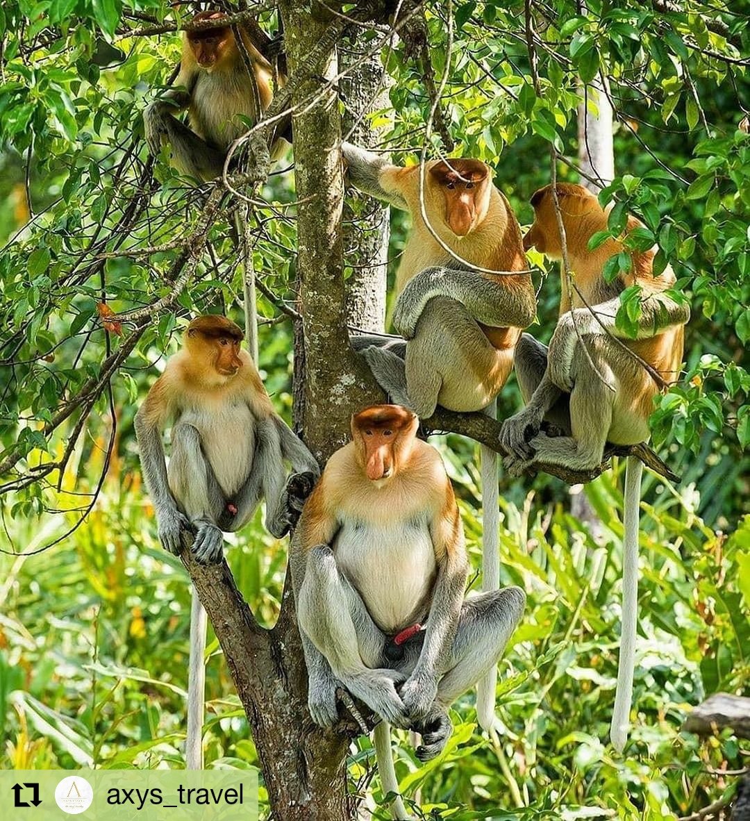 サバ州政府観光局 テングザル のオスたち大集合 マレーシア サバ州 ボルネオ島 動物好き Malaysia Sabah Borneo