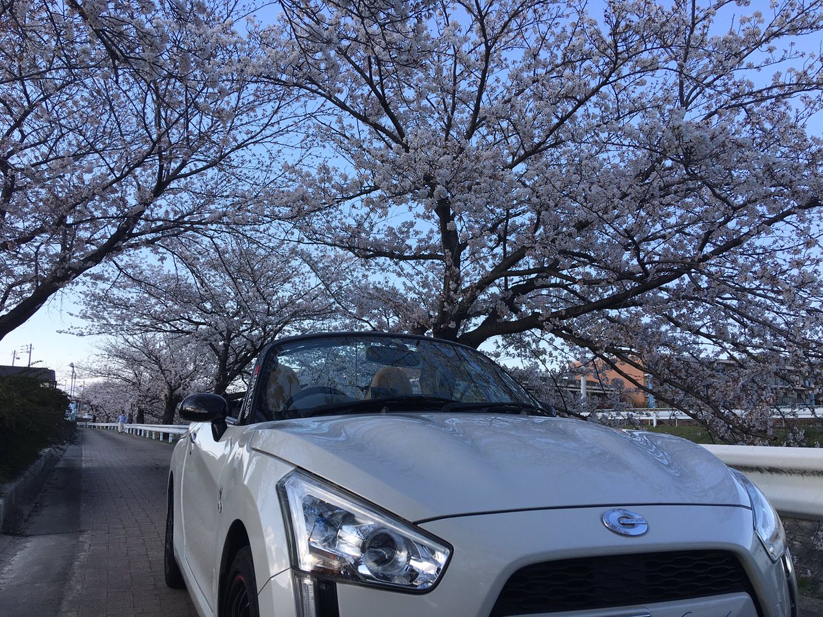 Byper_yam's tweet photo. #桜 #595 #matsuda3 #forstar #copen https://t.co/xFLPBp0Feq