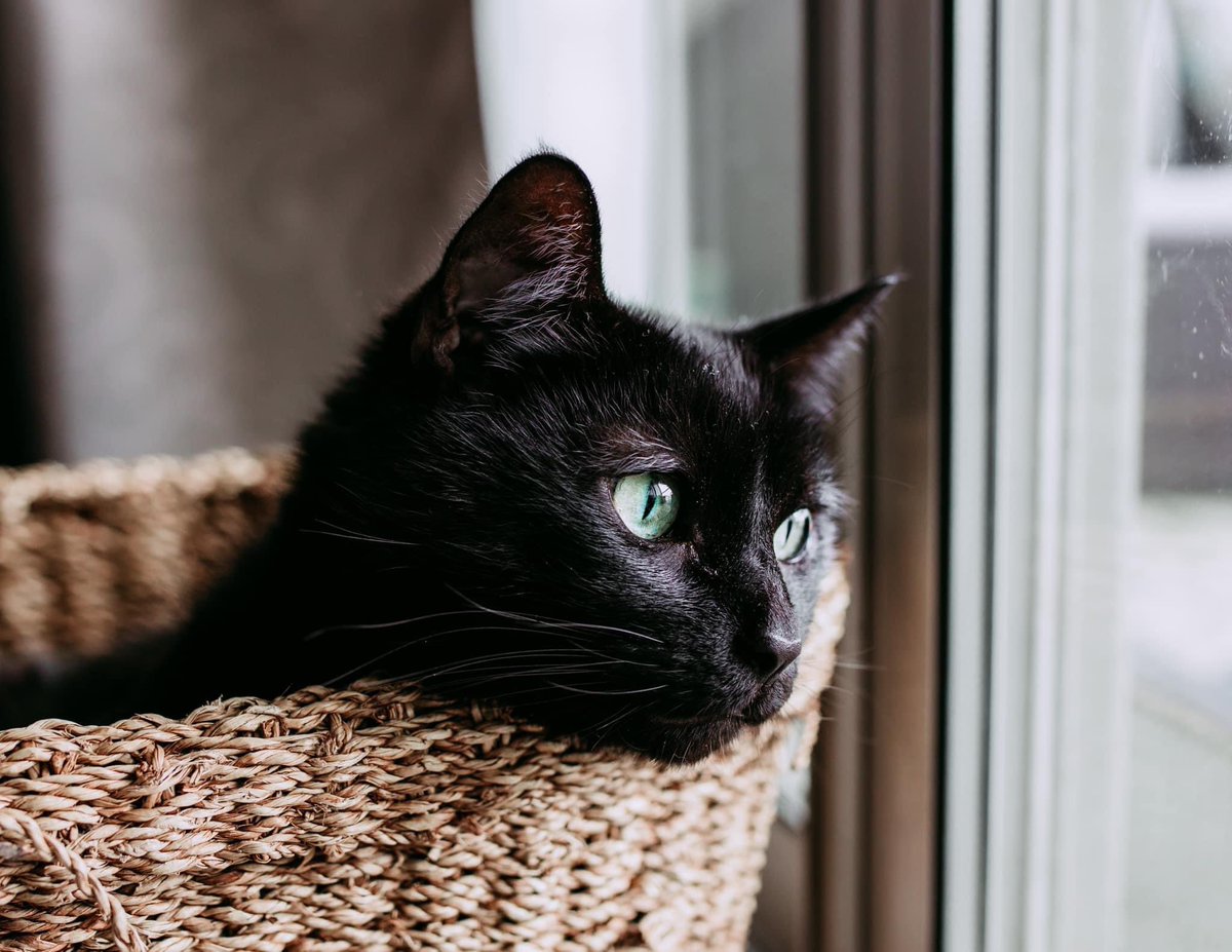 MyWicksEnd's tweet photo. Our cat Isis had a photo shoot since our little one wouldn’t stay still the other day lol https://t.co/T1qSG89ool