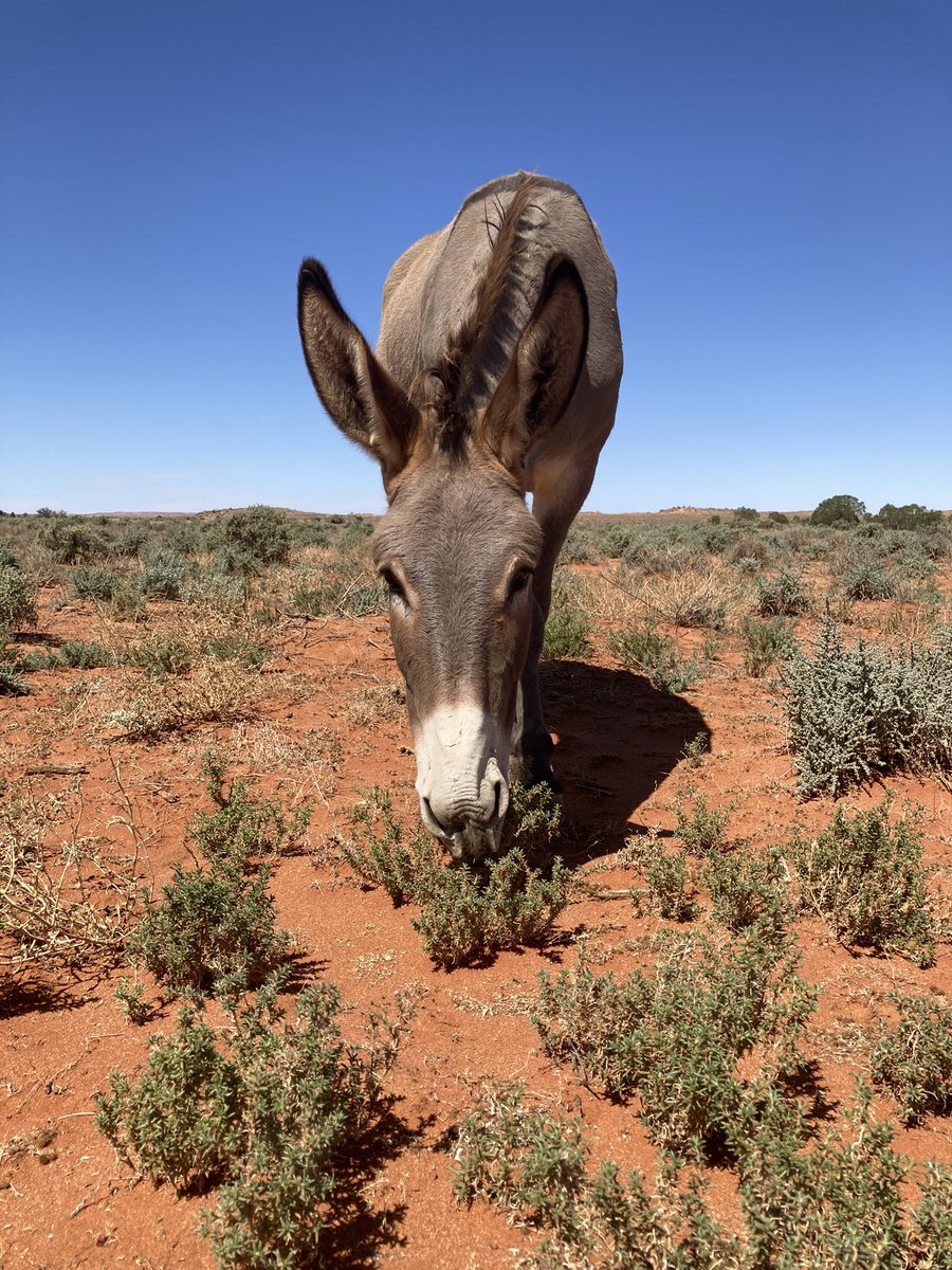 gee_mccarthy1's tweet photo. When in Broken Hill... thanks for the recommendations @GusWhyte ! https://t.co/IzqFyYBCJY
