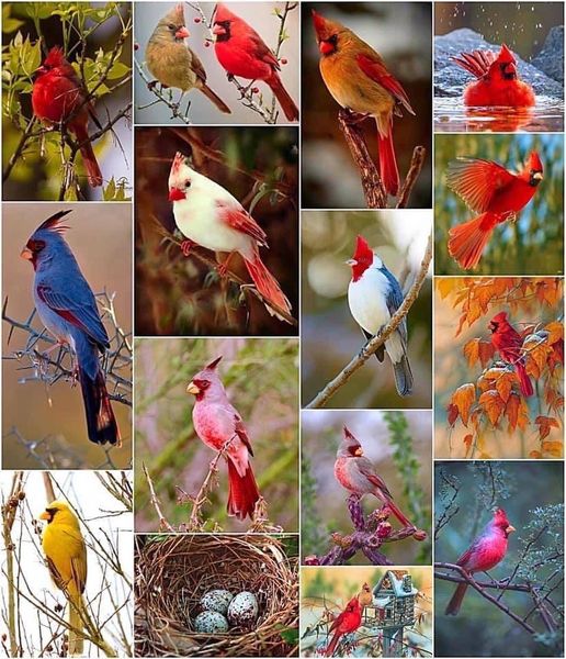 These are all different kinds of cardinals!