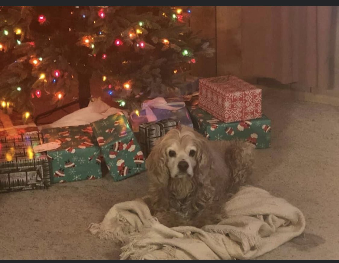 GameMasterHaze's tweet photo. @MadMan2170 @JonMcBon I’m so sorry bro 🥺 i know exactly what your goin through last year I lost my #Dog 🐶 named Red and they aren’t just dogs their our best friends 👍 you take all the time you need we are here for you always will be #RIPLady also this was my dog red miss him so much https://t.co/uFnUa78DZs