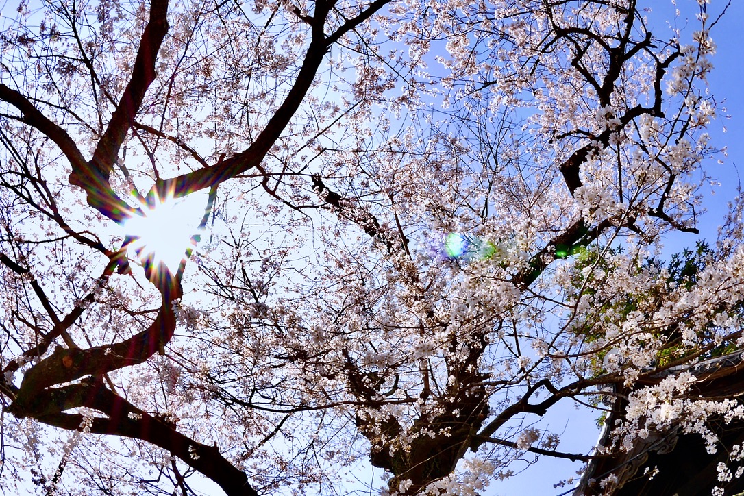 花散らしの雨 Twitter Search Twitter