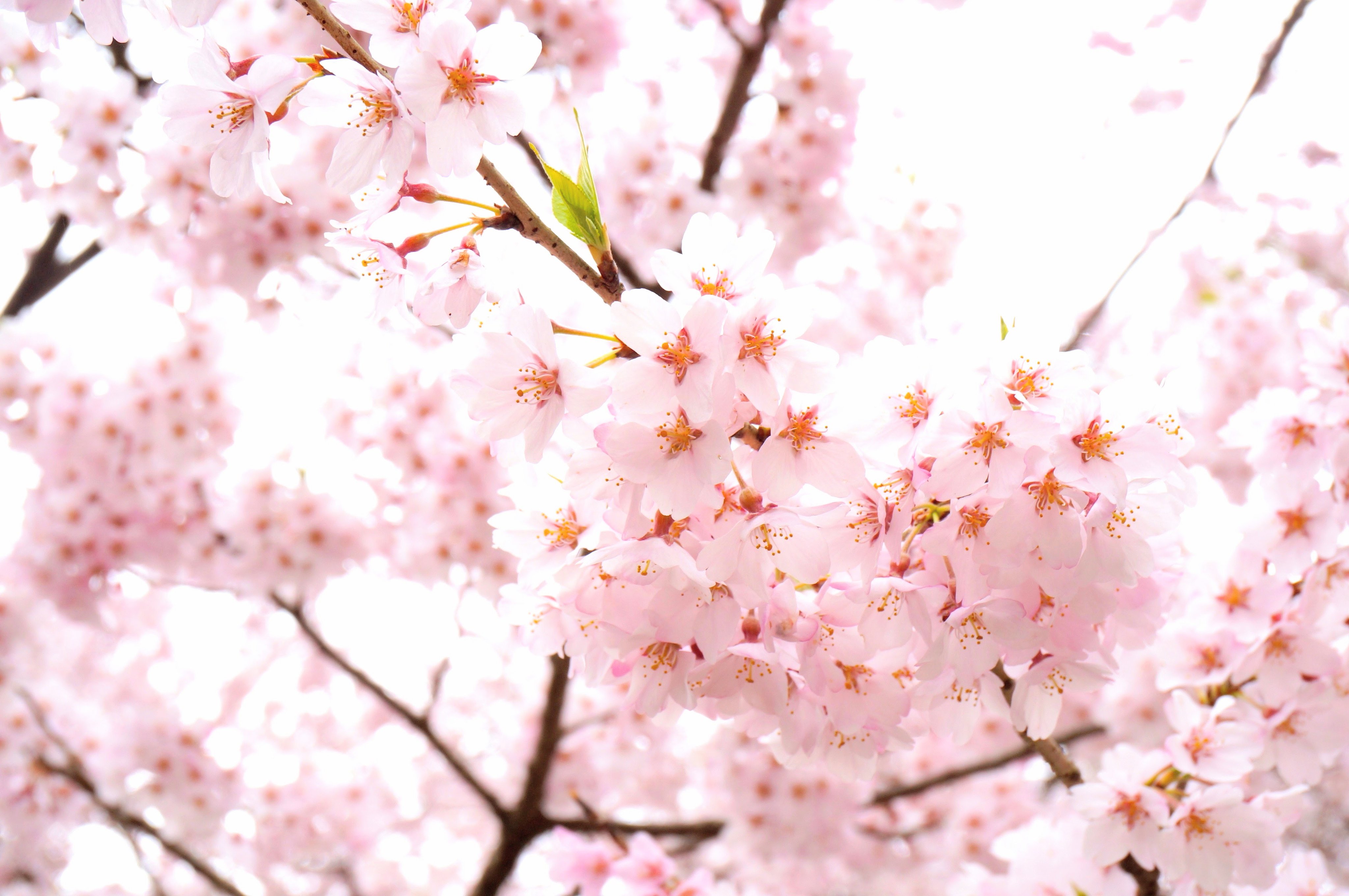 こころ 本日 ３月２８日の誕生花は ソメイヨシノでございますね 花言葉は 純潔 でございます T Co Btntumcbjr Twitter