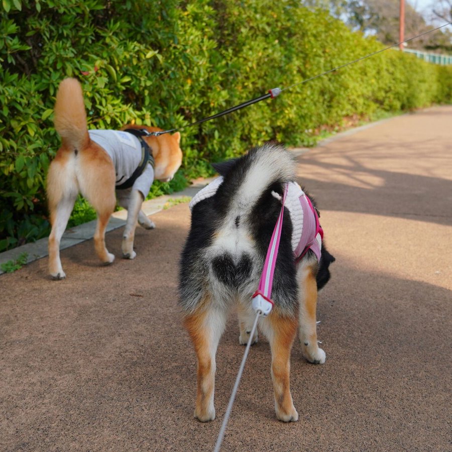 ただでさえ可愛い柴犬のおしりに ハートマーク があるって そんな奇跡がこの世に 起きた 起きたよー 動画あり 21年5月10日 エキサイトニュース