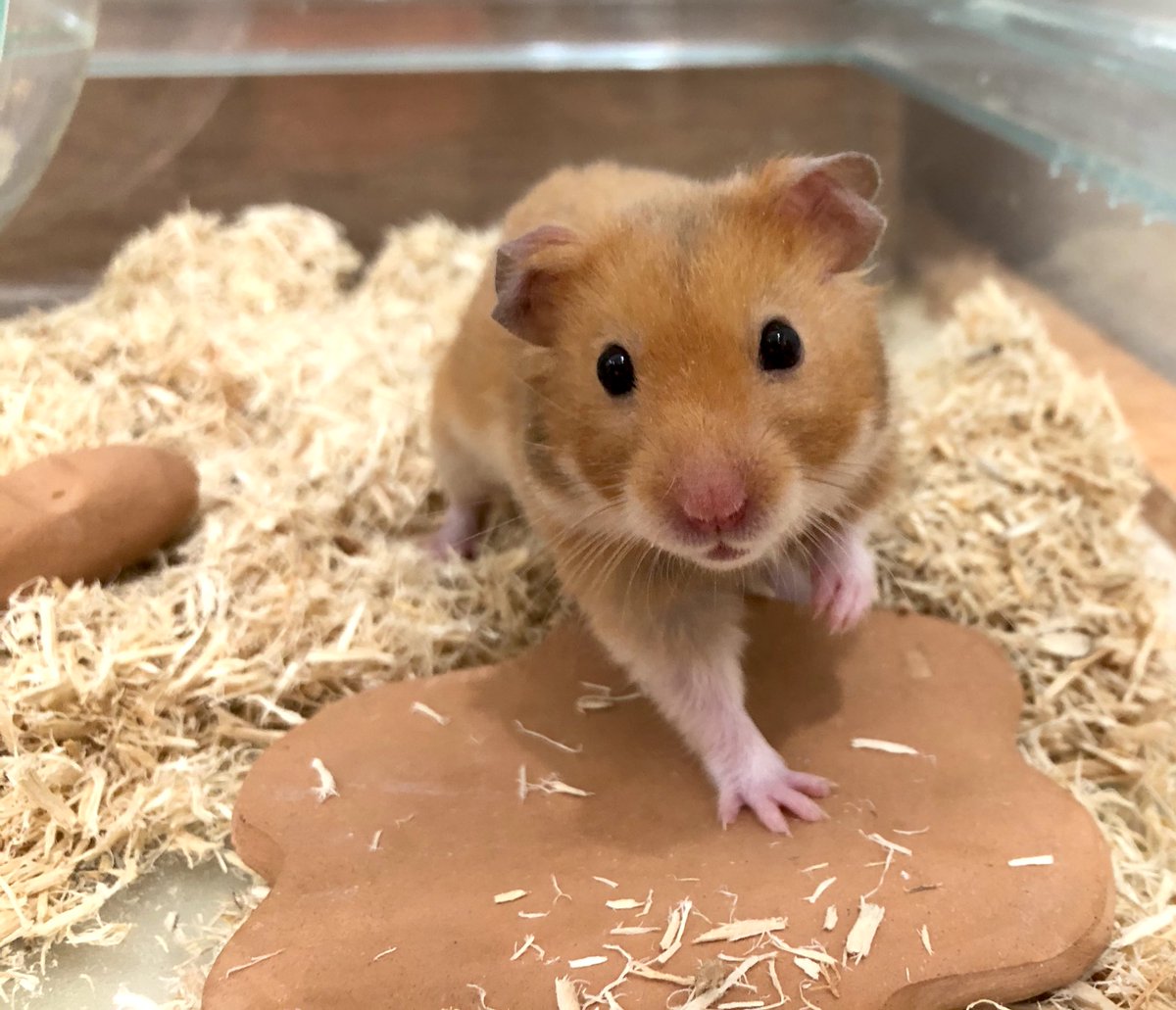 ペポニ 春日井店 当店の小動物さんはアニコム損保のペット保険にご契約頂けます はっぴぃ 爬虫類も保険に契約できます H1805 0067 ペポニ春日井店 ハムスター