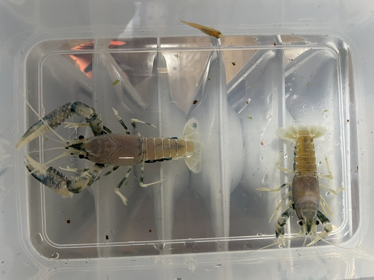 ゴーストザリガニ Hashtag Pa Twitter