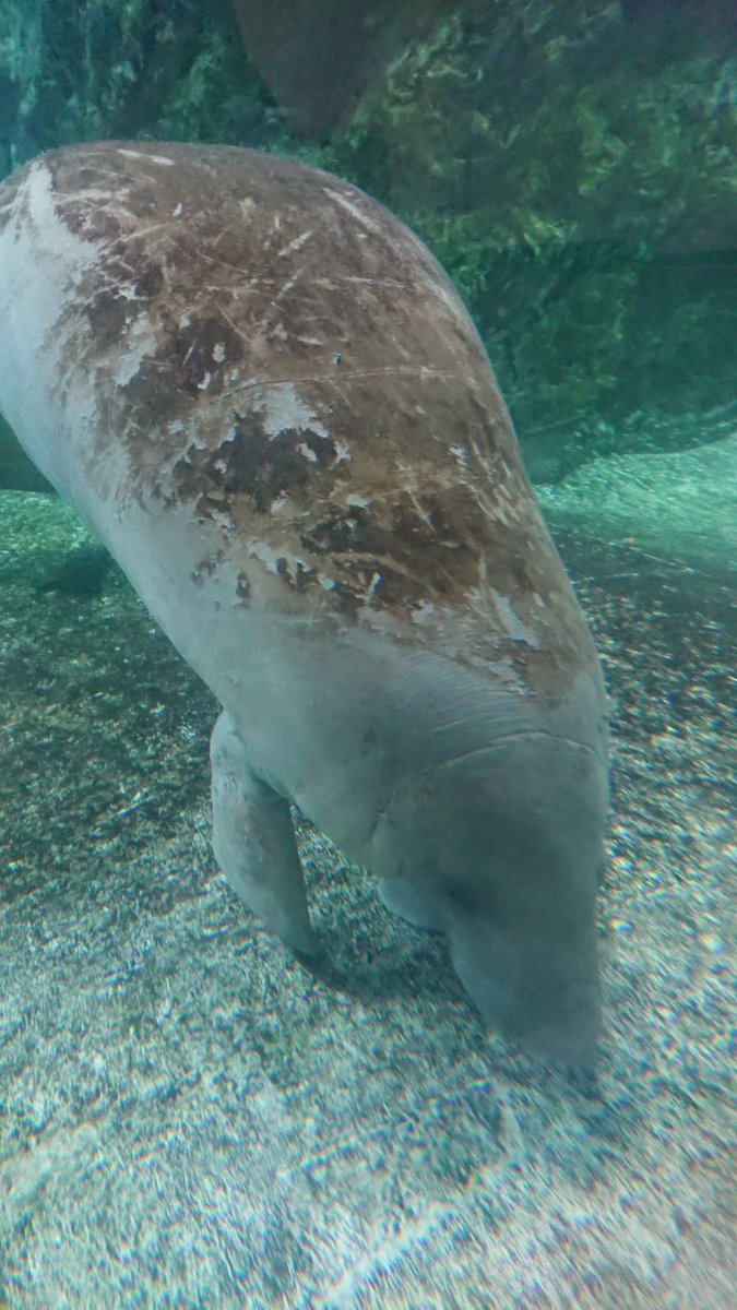 G E N アメリカマナティー 新屋島水族館