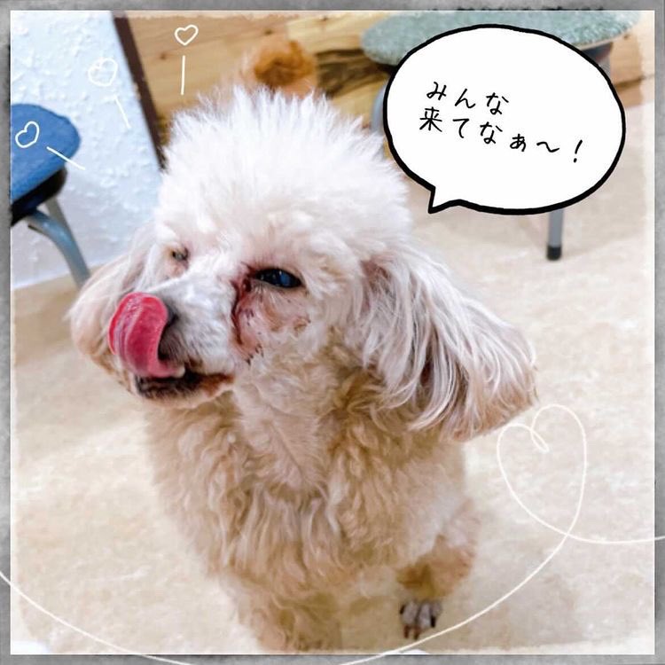 DogreeStaff's tweet photo. 本日も営業しております^ ^
お外が雨の日は室内でワンちゃん！ネコちゃん！と触れ合って癒されませんか？🥰
皆様のご来店お待ちしております😊☕️

#dogree  #セカンドライフドッグリー　#犬 #猫 #犬好きさんと繋がりたい  #プードル  #トイプードル #カフェ #大阪 #里親募集 #ふれあいカフェ https://t.co/kYVJe51Wuj