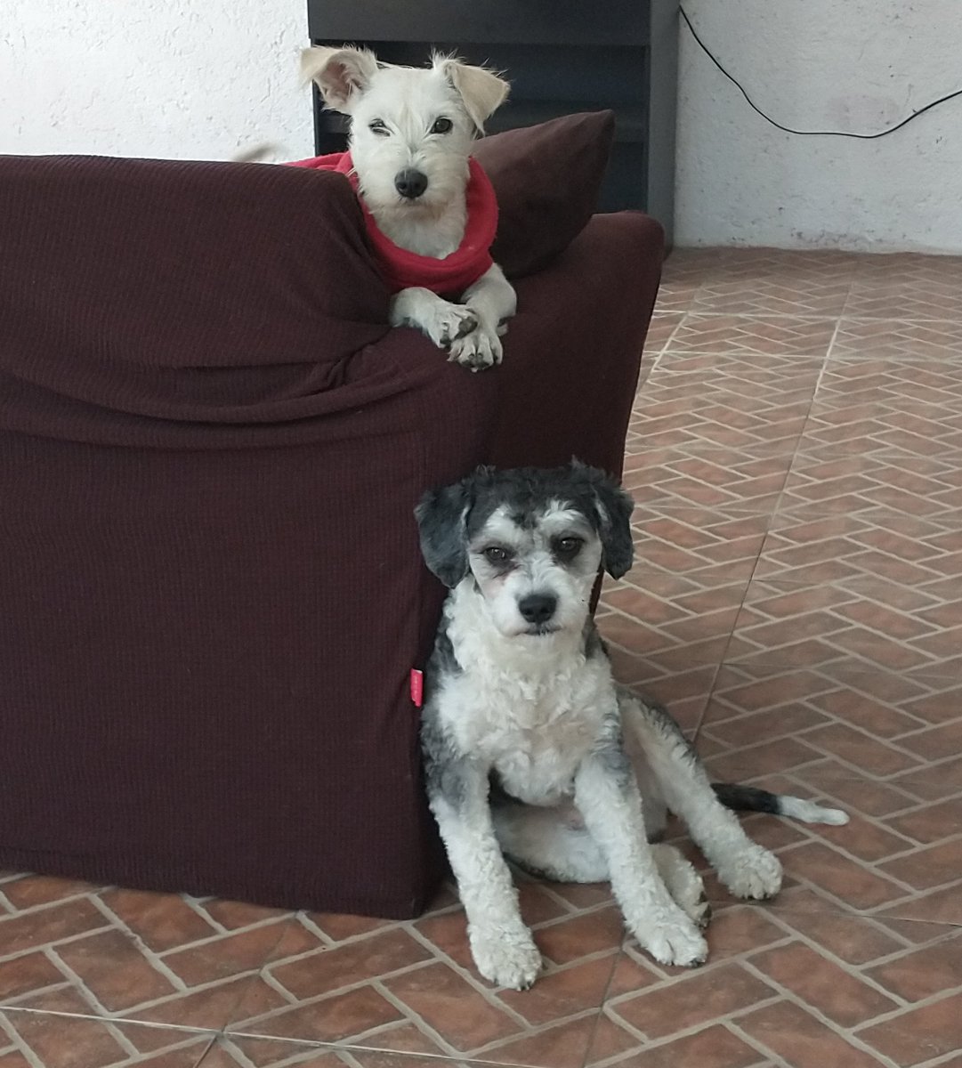 MarianaHNL's tweet photo. @PetcoMexico Kenny y Tammy https://t.co/enEKMfIXuX